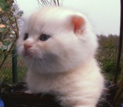 Desert Dance Scottish Fold Kater